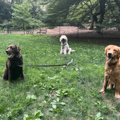 Puppy Training Classes